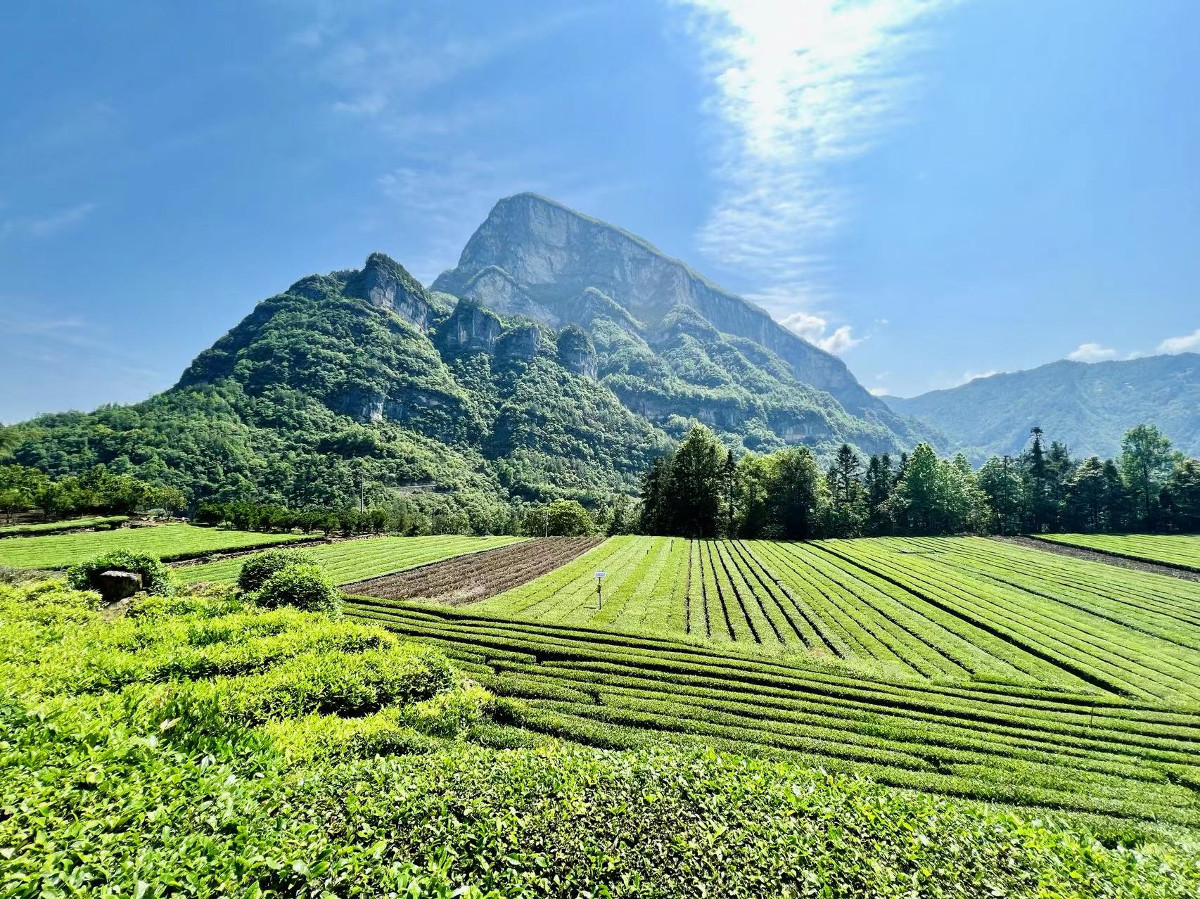 鄔陽(yáng)鄉(xiāng)有機(jī)茶園.jpg 鄔陽(yáng)鄉(xiāng)有機(jī)茶園.jpg