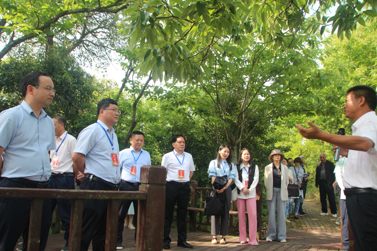 在白廟河鎮實地考察林下經濟（在板栗樹下種植茶葉）.jpg